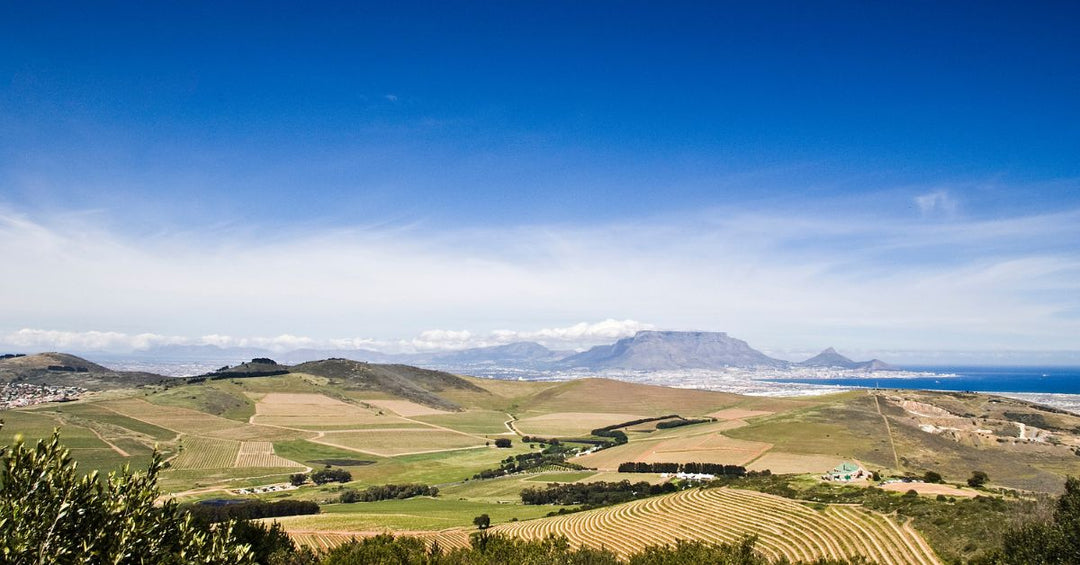 Durbanville Wine feature image