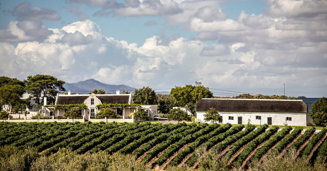 Dubanville Wine Farms Feature Image
