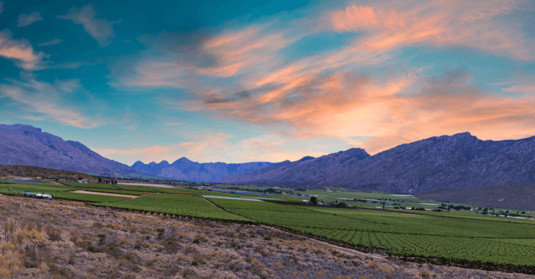 Cape Town Wine Four Wards Feature Image 